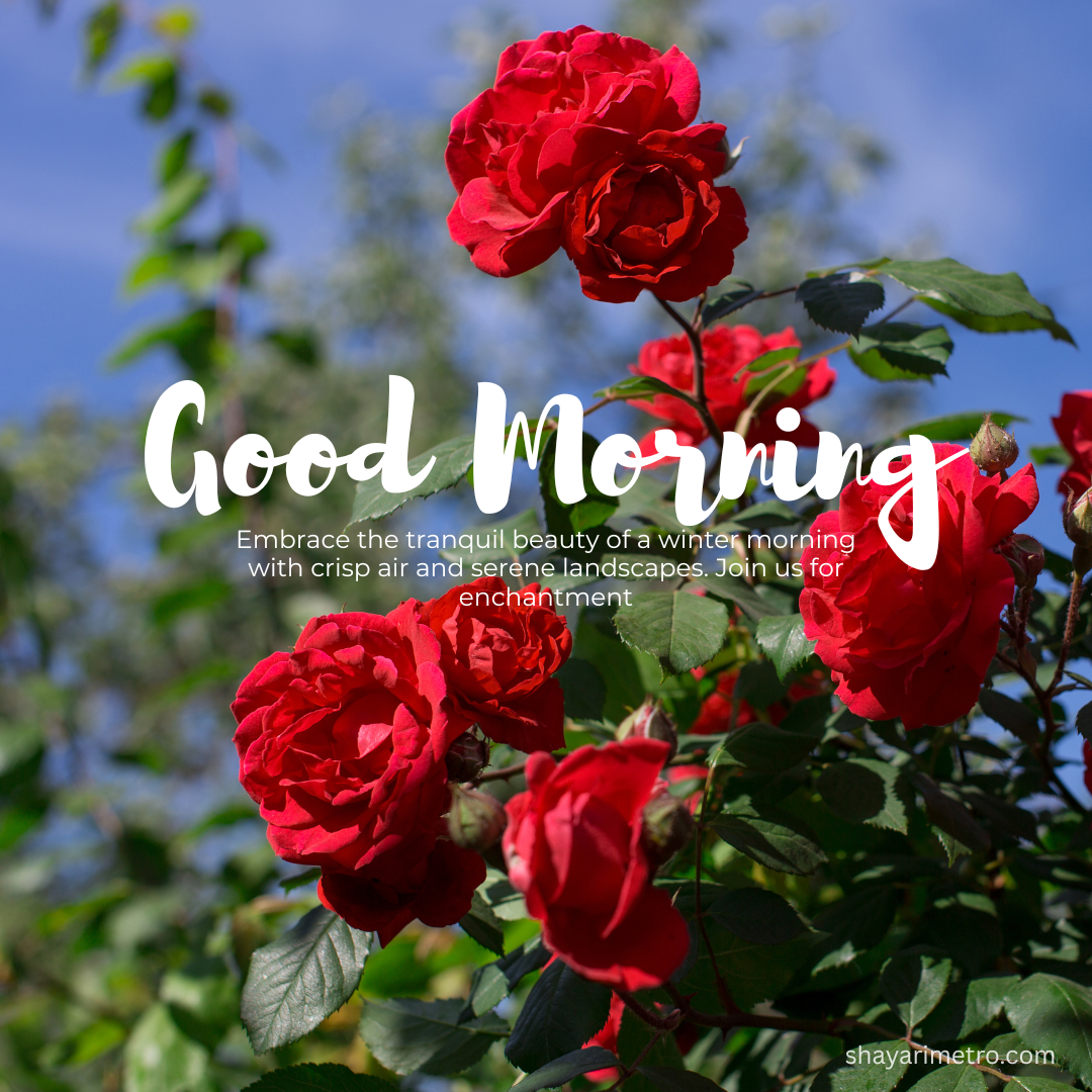 Positive Morning Greeting Image for Everyone Positive Morning Greeting Image for Everyone